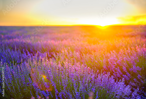 lavender field on a sunset