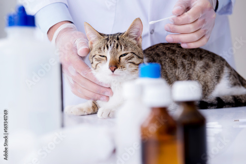 Cat visiting vet for regular check up © Elnur