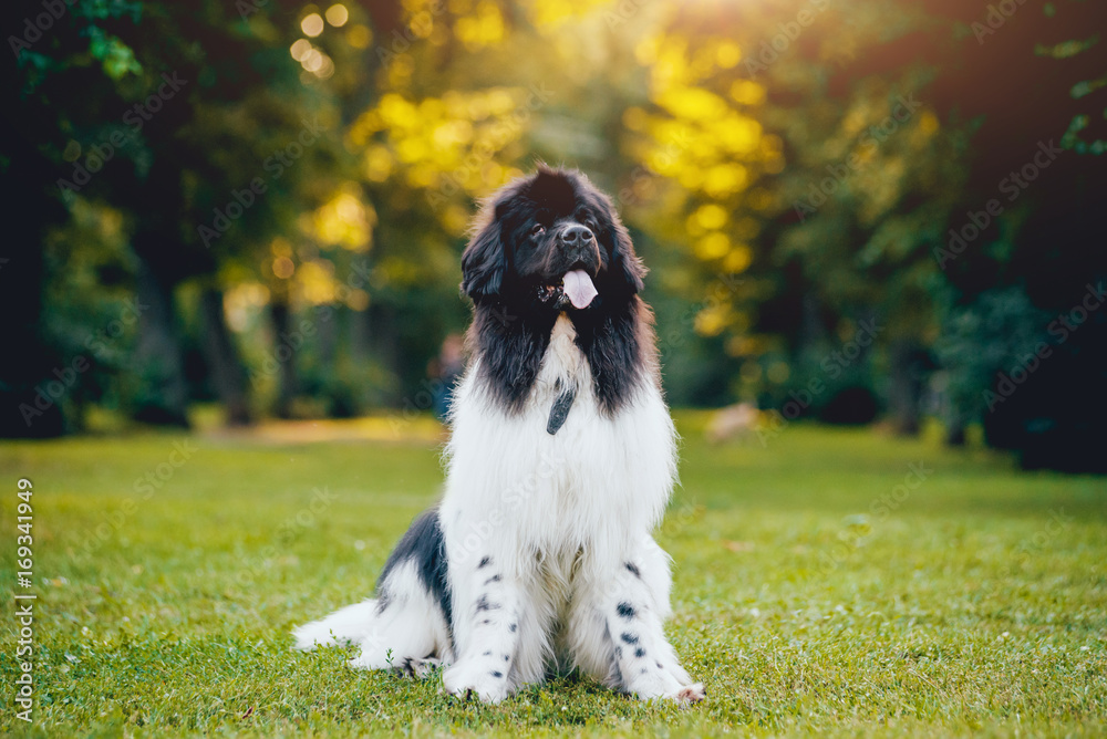Beautiful newfoundland dog in the park. Beautiful newfoundland dog in the park.