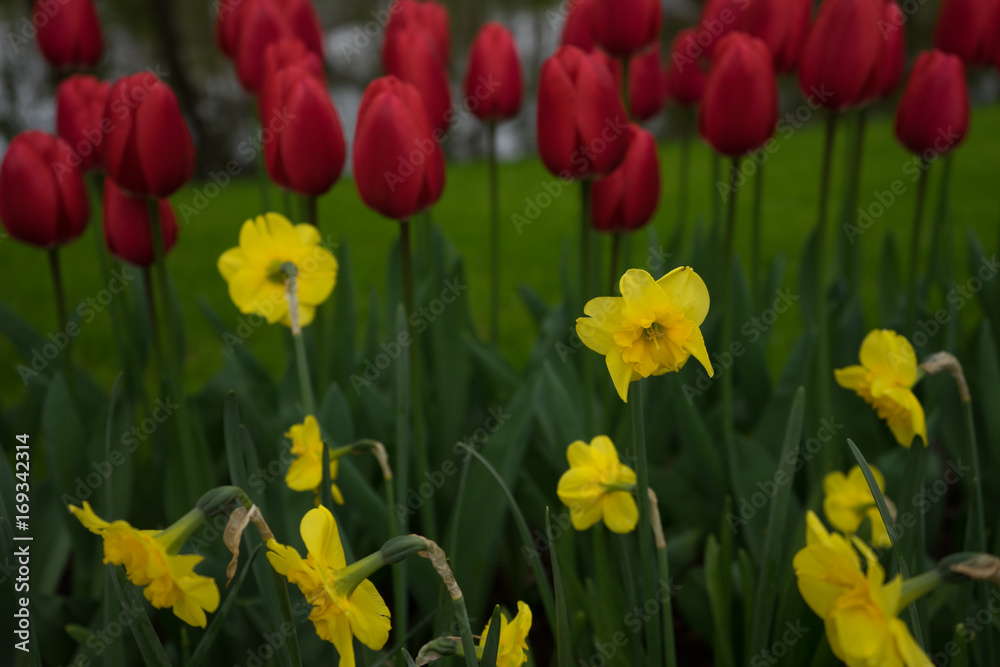 Colourful tulip flowers with beautiful background on a bright summer day Colourful tulip flowers with beautiful background on a bright summer day