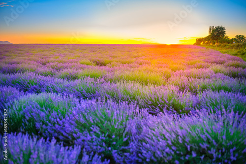 fields of the blossoming lavender on a sunset, bright saturated flowers in beams setting the sun