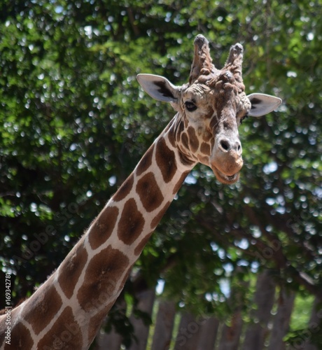 Giraffe neck © Roy