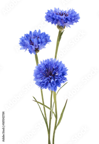 Blue Cornflower Herb or bachelor button flower bouquet isolated on white background cutout photo