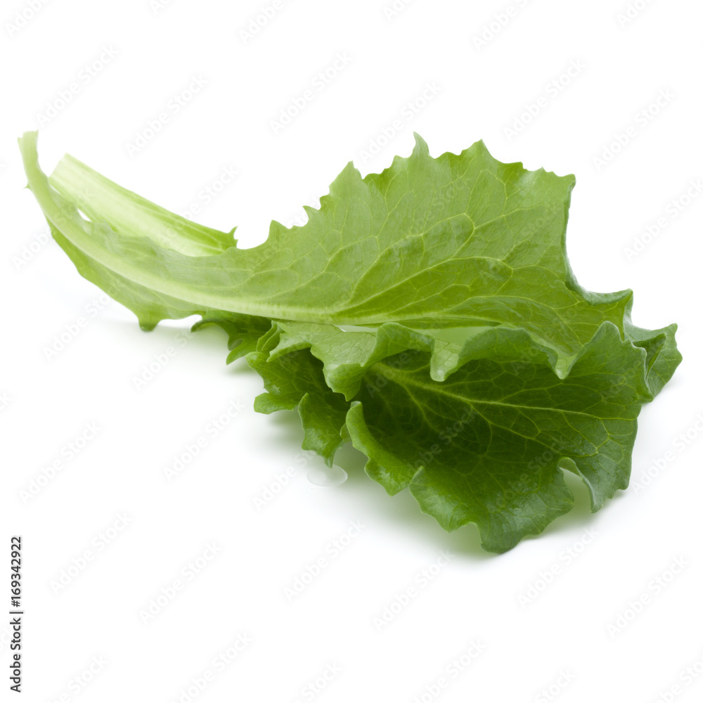 Close up studio shot of fresh green endive salad leaf isolated on white background. Close up studio shot of fresh green endive salad leaf isolated on white background.