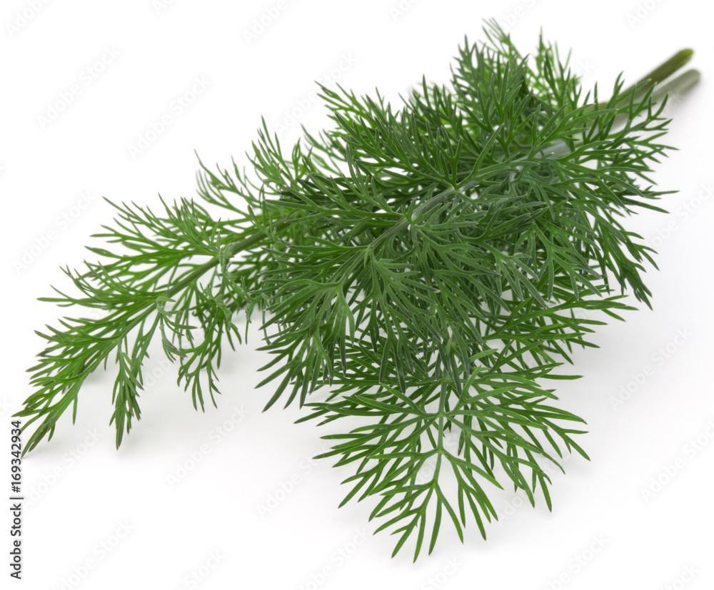 Close up shot of branch of fresh green dill herb leaves isolated on white background Close up shot of branch of fresh green dill herb leaves isolated on white background