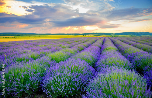 fields of the blossoming lavender on a sunset  bright saturated flowers