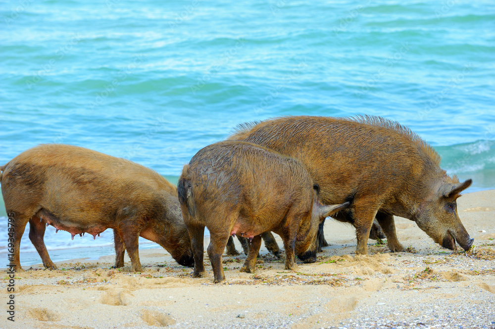 family of wild boars walks in search of food along the seashore family of wild boars walks in search of food along the seashore