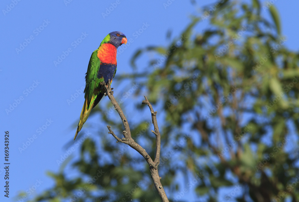 Fototapeta premium Rainbow Lorikeet colorful parrot
