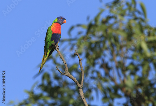 Rainbow Lorikeet colorful parrot