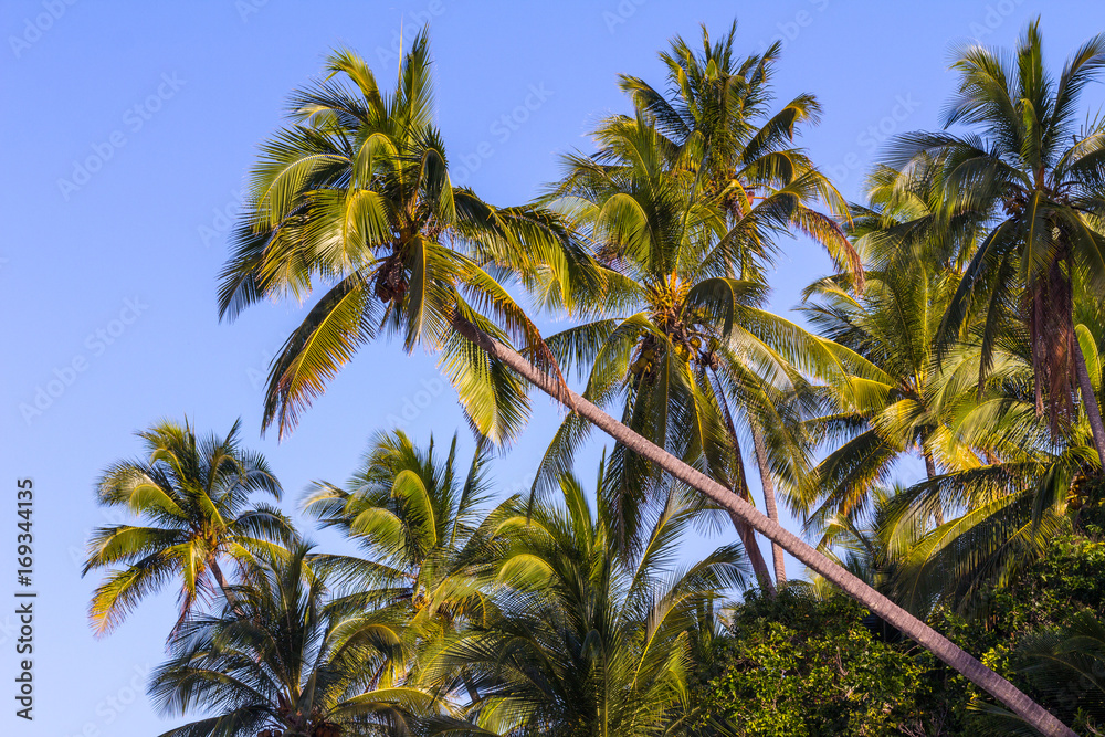 Fototapeta premium palms