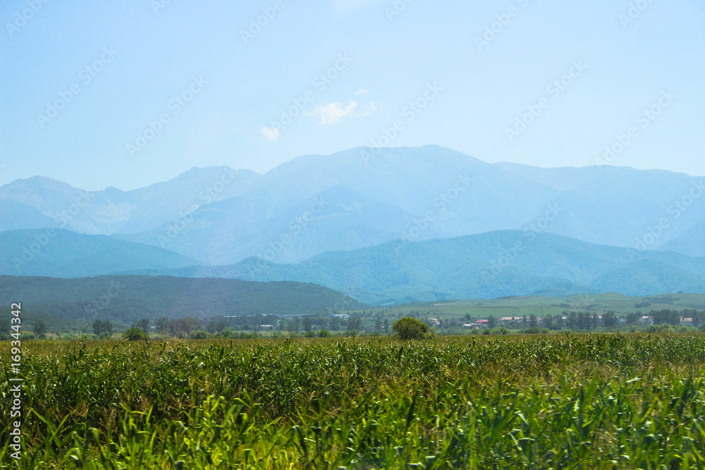 Corn field inear the mountains