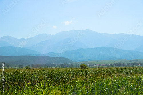 Corn field inear the mountains