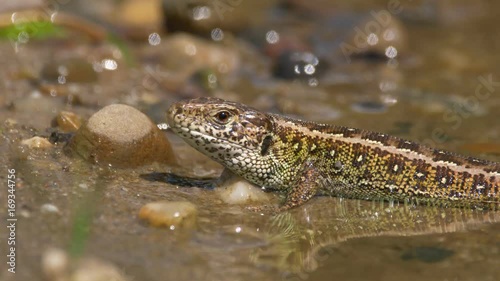 Sand lizard (Lacerta agilis) bathing in river