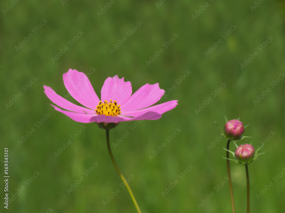 Pink flower and buds Pink flower and buds