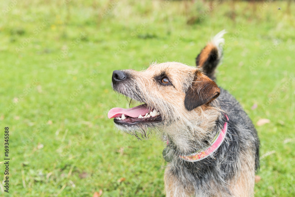 Terrier standing in field looking up and to the left