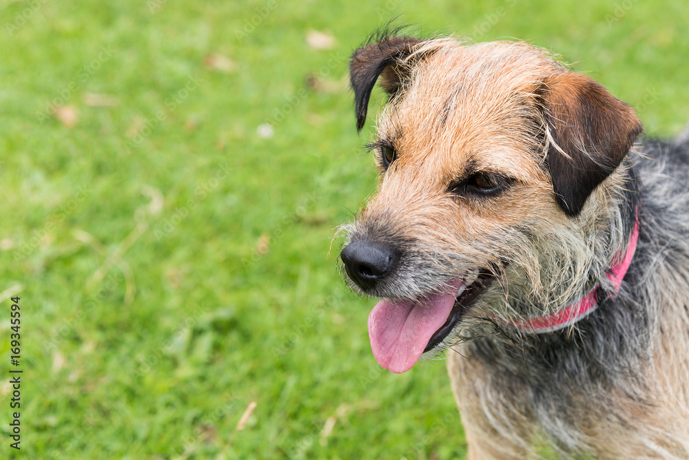 Portrait of terrier standing in field with mouth open and tongue sticking out Portrait of terrier standing in field with mouth open and tongue sticking out