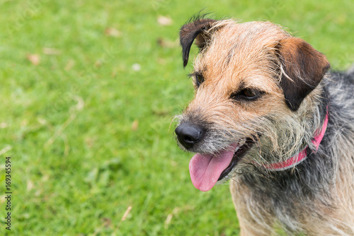 Tableau sur toile Portrait of terrier standing in field with mouth open and tongue sticking out