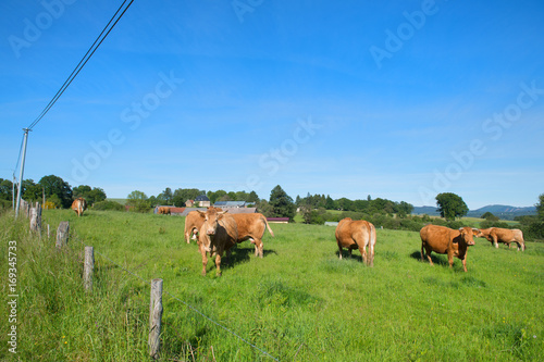 Fototapeta Naklejka Na Ścianę i Meble -  Limousin cows in landscape