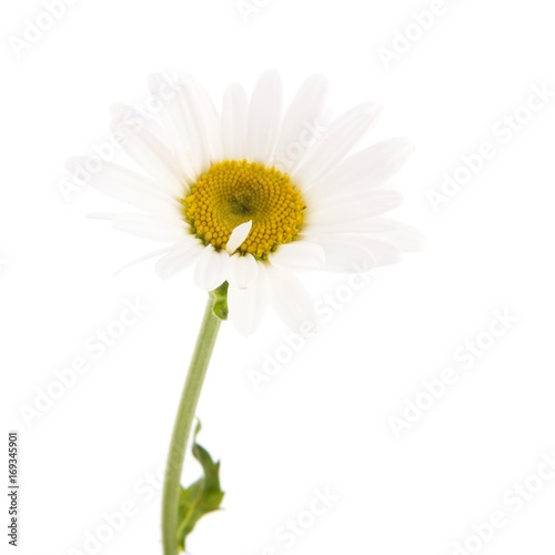Fototapeta Naklejka Na Ścianę i Meble -  Single white daisy