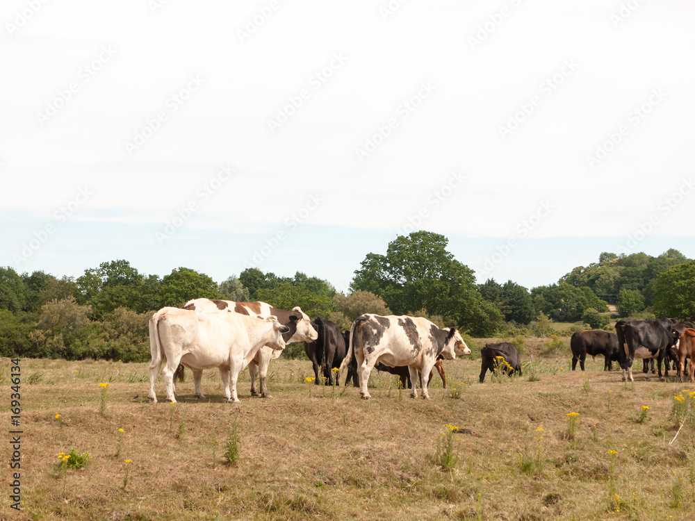 dairy meat farm cows outside grazing on grass in country