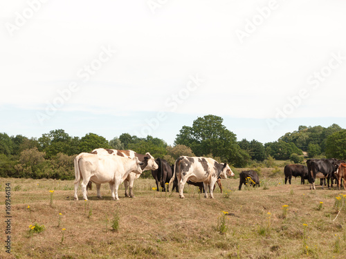 dairy meat farm cows outside grazing on grass in country © Callum