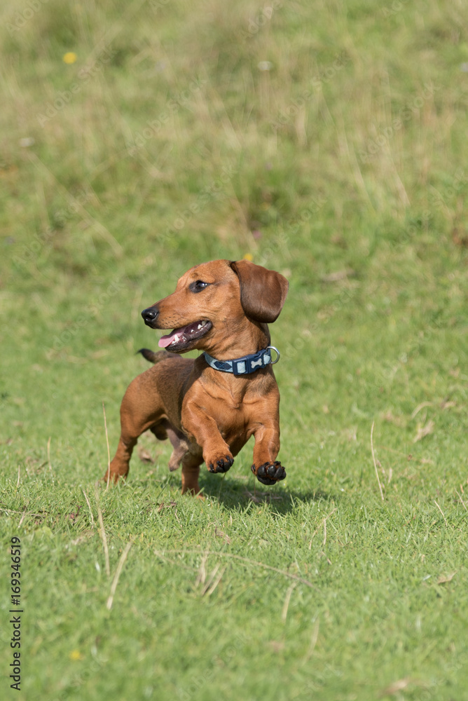 Red miniature dachshund running across field towards the camera looking to the left Red miniature dachshund running across field towards the camera looking to the left