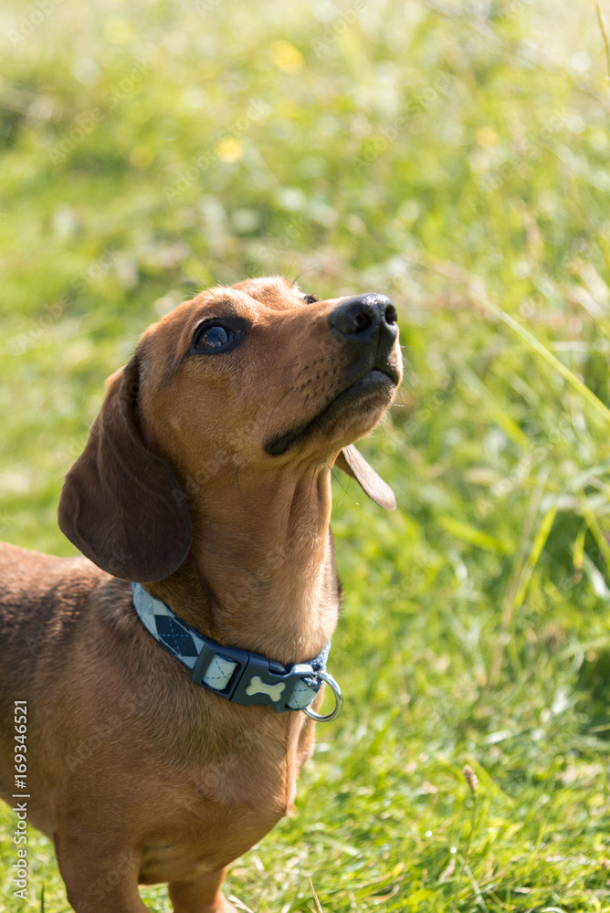 Red miniature dachshund standing in field on a sunny day looking up and to the right