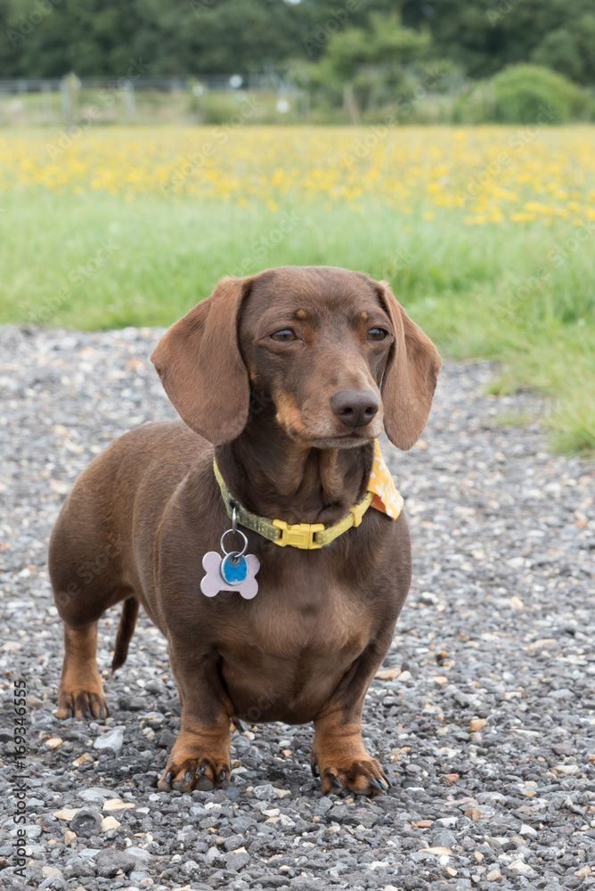 Chocolate and tan miniature dachshund standing on gravel path with field with yellow flowers behind