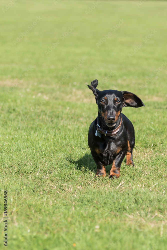 Black and tan miniature dachshund running in grass towards camera Black and tan miniature dachshund running in grass towards camera