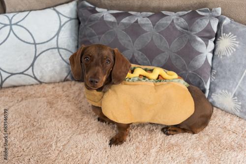 Miniature dachshund sitting on blanket in hot dog costume