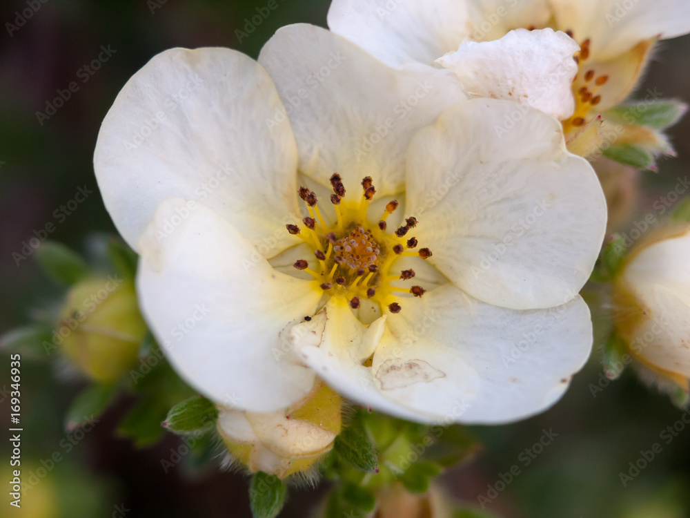 beautiful close up detail of white flower head petals summer soft light beautiful close up detail of white flower head petals summer soft light