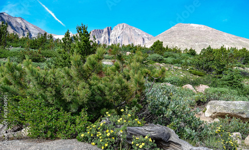 Krummholz on Longs Peak Trail photo