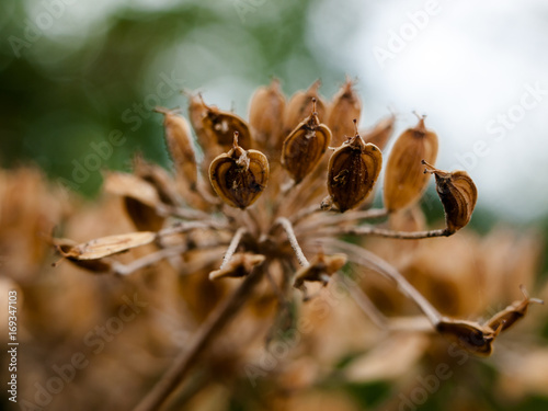beautiful dead flower head seeds old outside wild © Callum