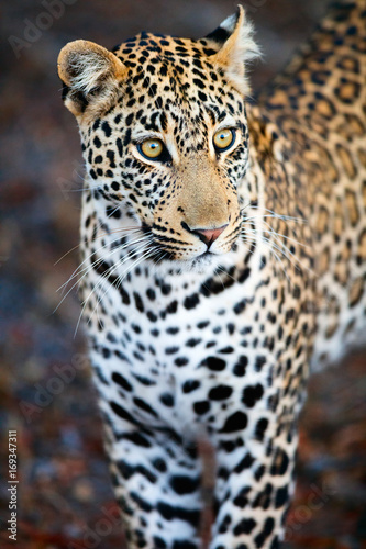 Young male leopard