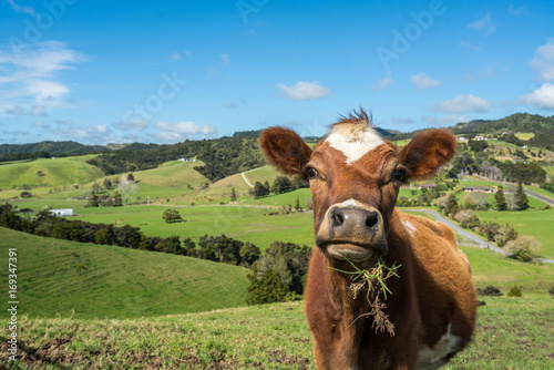 Cow in paddock