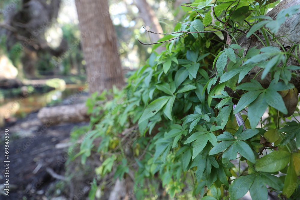 Obraz premium Perth Secret Garden Hanging Vines