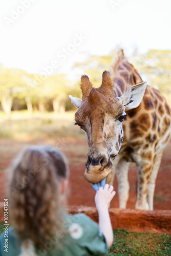 Photography Cute little girl feeding giraffes in Africa
