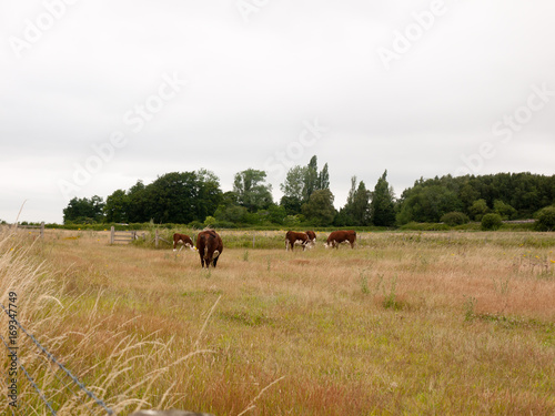 brown cows in a field farm land grass meadow overcast
