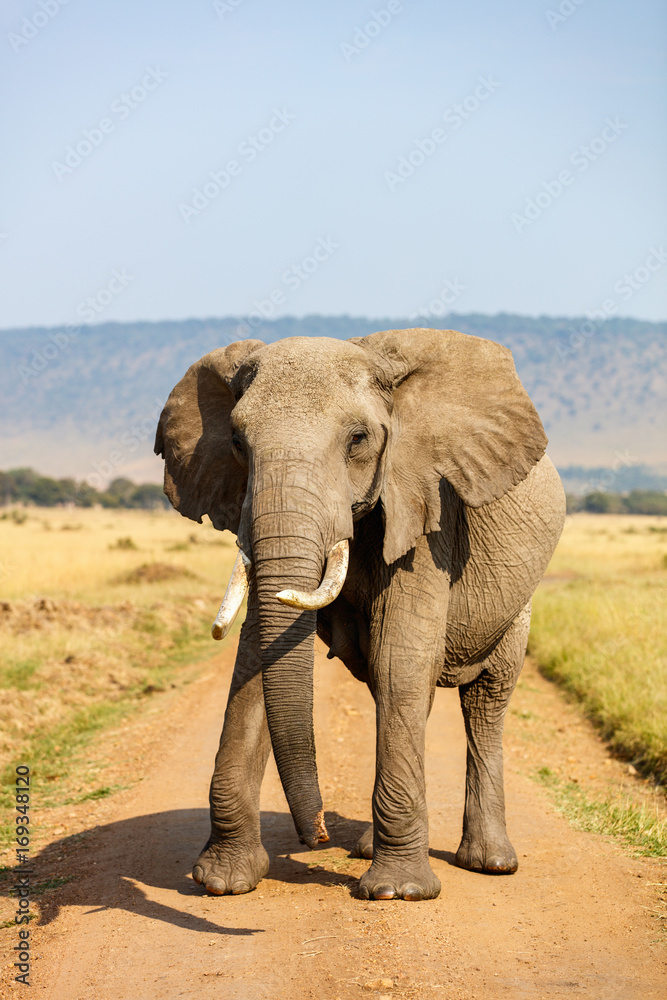 Obraz premium Elephant close up