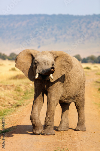 Elephant close up