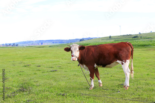 Cattle are on the grass © hanmaomin