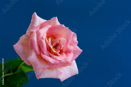 青背景のピンクのバラ