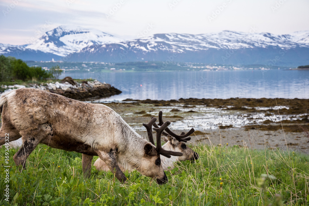 Reindeer eating