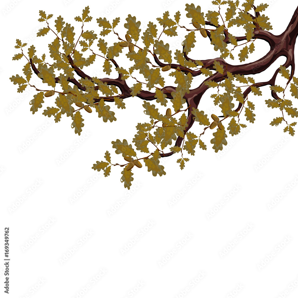 Fototapeta premium In autumn, a yellowed branch of a large oak tree with acorns. Isolated on white background. illustration