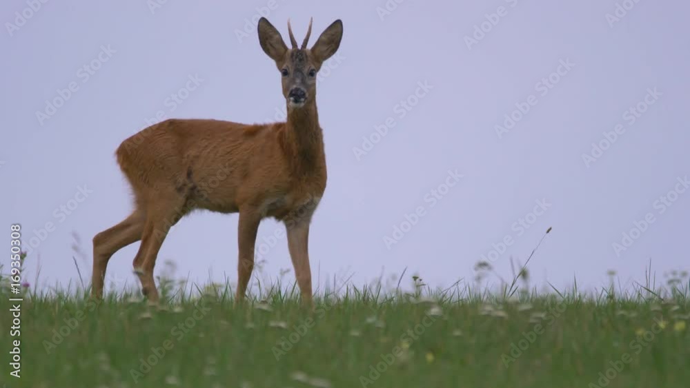 Male roe deer (Capreolus capreolus) in meadow Male roe deer (Capreolus capreolus) in meadow