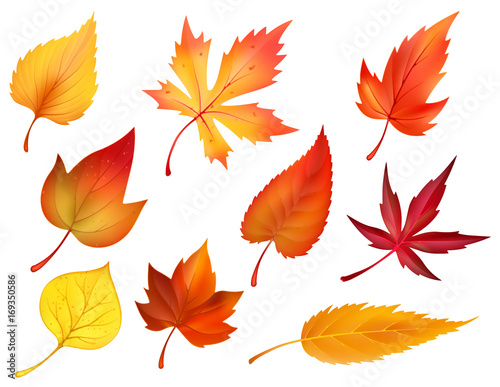 Autumn foliage of fall falling leaves vector icons