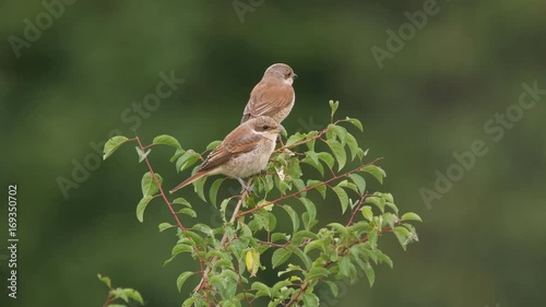 Young red-backed shrike 