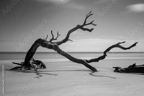 Driftwood
