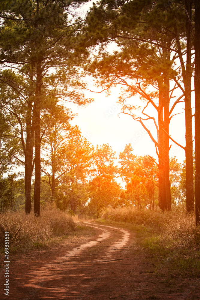 Obraz premium beautiful sun light and country road in pine wood