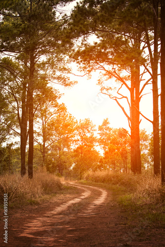 beautiful sun light and country road in pine wood
